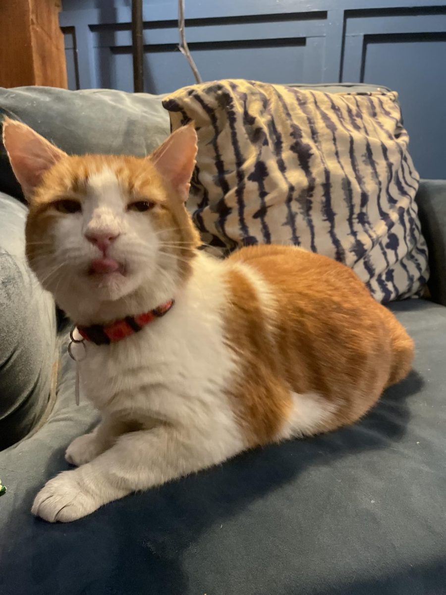 Violet, an adoptable cat at the Brooklyn Cat Café.